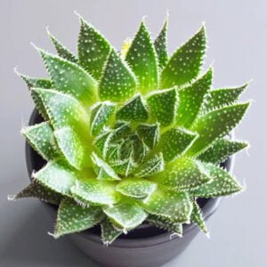 Aloe Aristata