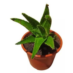 Aloe de Roca
