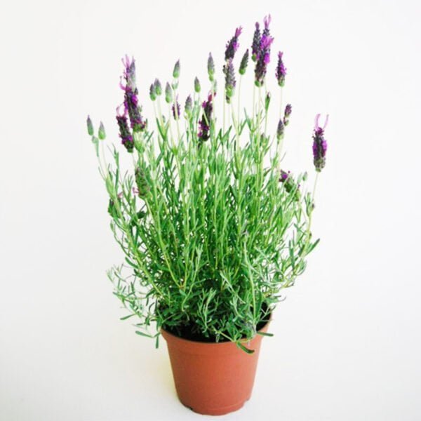 LAVANDA