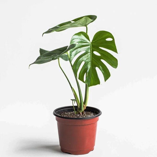 Monstera Deliciosa