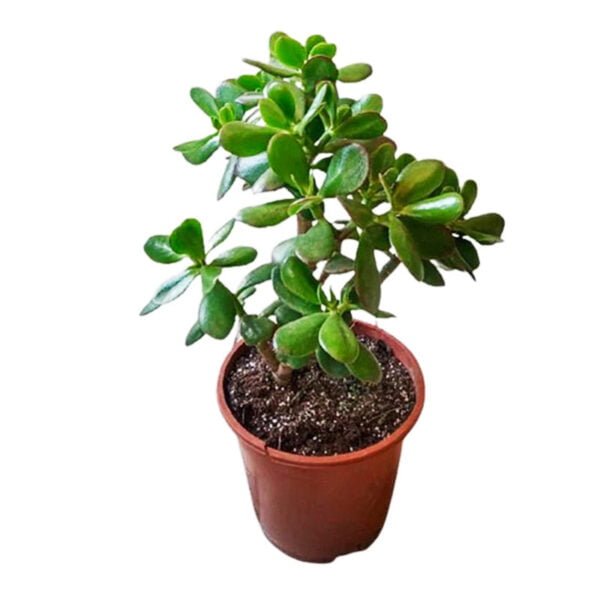 Planta de Jade