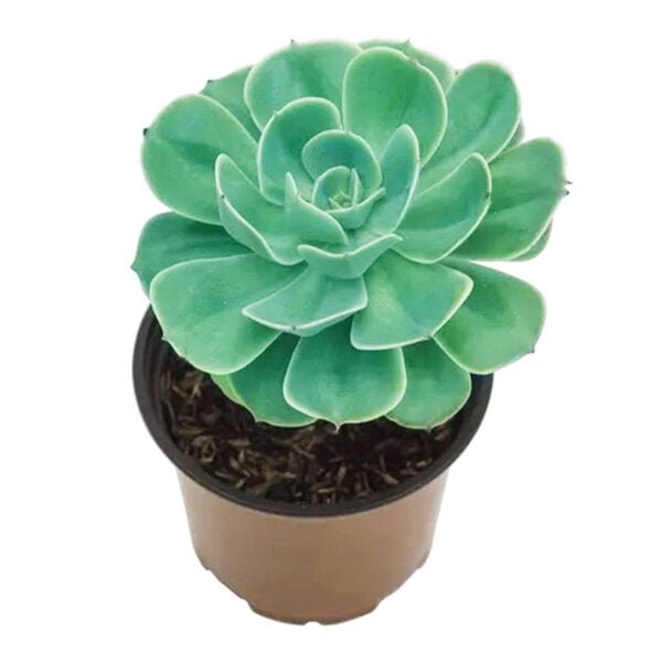 Suculenta Echeveria