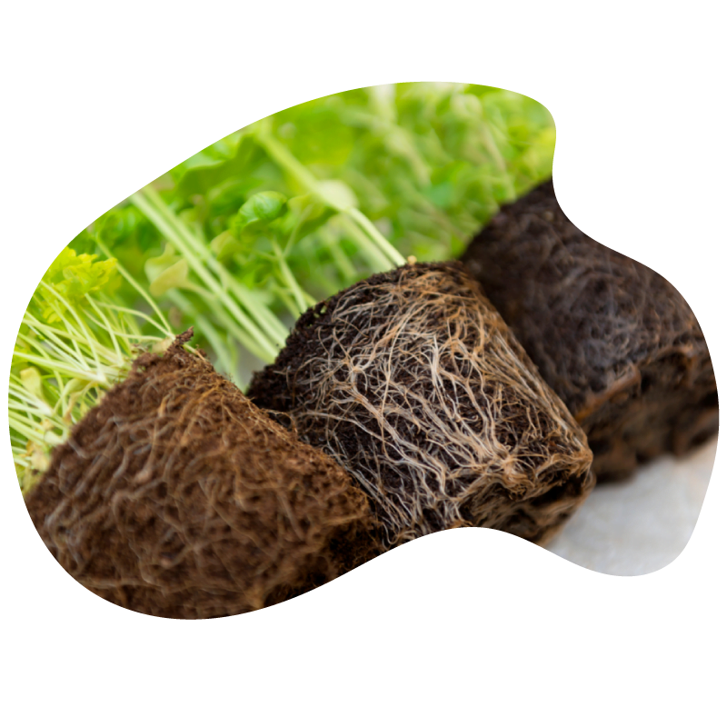 TIPS DE TRICHODERMA TIPS DE TRICHODERMA