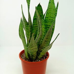 SANSEVIERIA ZEYLANICA