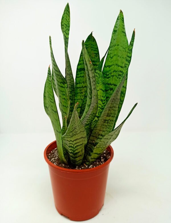 SANSEVIERIA ZEYLANICA